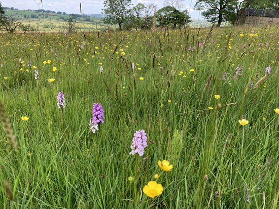 Meadow in the South West Peak