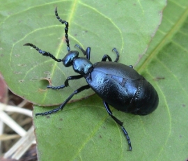 violet-oil-beetle-c-john-walters_001