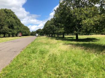 Work in progress to protect the historic lime tree avenue at Tissington (credit Sir Richard FitzHerbert).