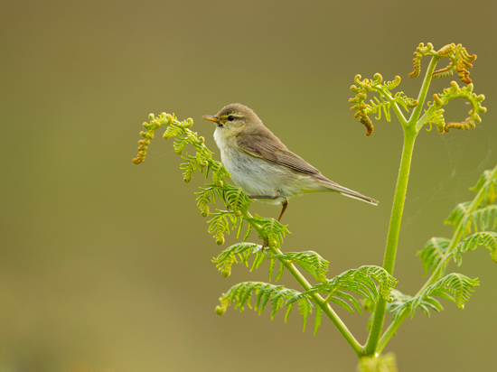 Willow Warbler by Ben Hall