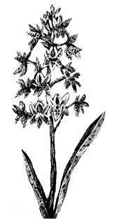 Botanical illustration of an orchid