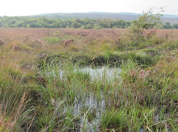Warslow Moors Estate moorland wetland