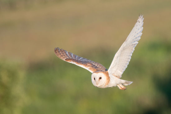 Barn owl - image by Tim Melling