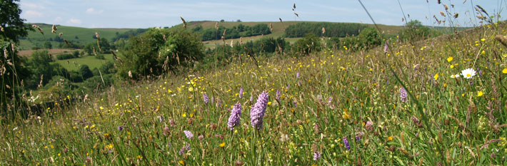 banner-meadows.jpg