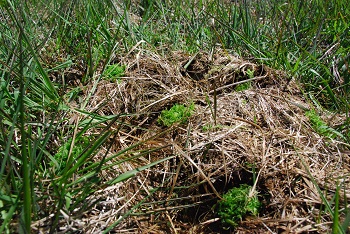 Sphagnum moss plug plants