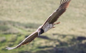 Bearded vulture in flight over the Peak District National Park credit Austin Morley