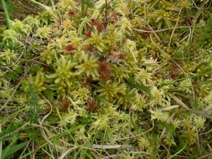 Sphagnum moss