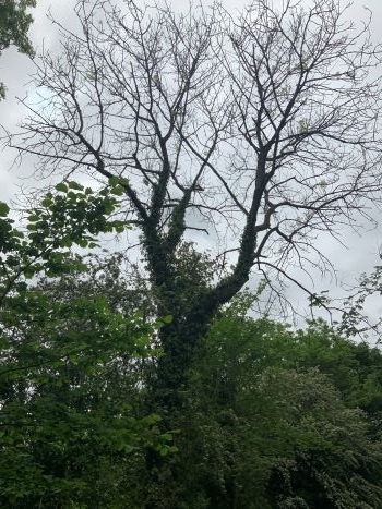 Tree affected by ash dieback