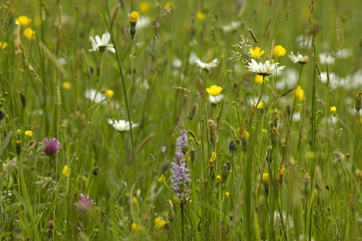 Wildflower-meadow