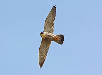 Peregrine Falcon