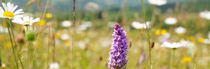 Peak District meadow in summer