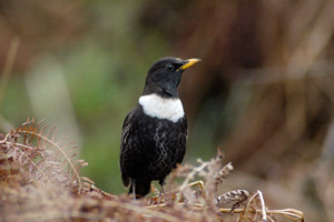 Callow male ring ouzel