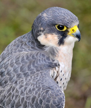Peregrine Falcon