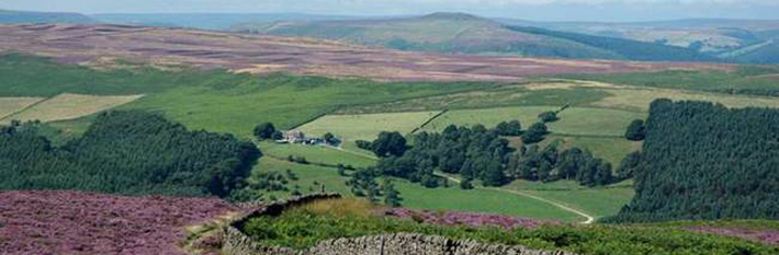 Woodland, heather moorland and grassland separated by dry stone wall